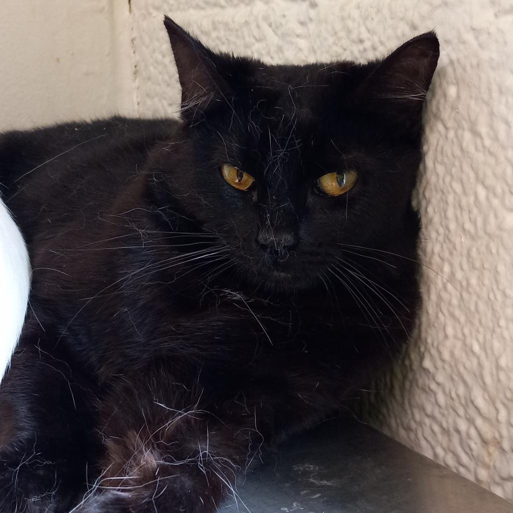 Enlarge Phantom, a Adoptable Domestic Short Hair in Denver, CO image 1/6