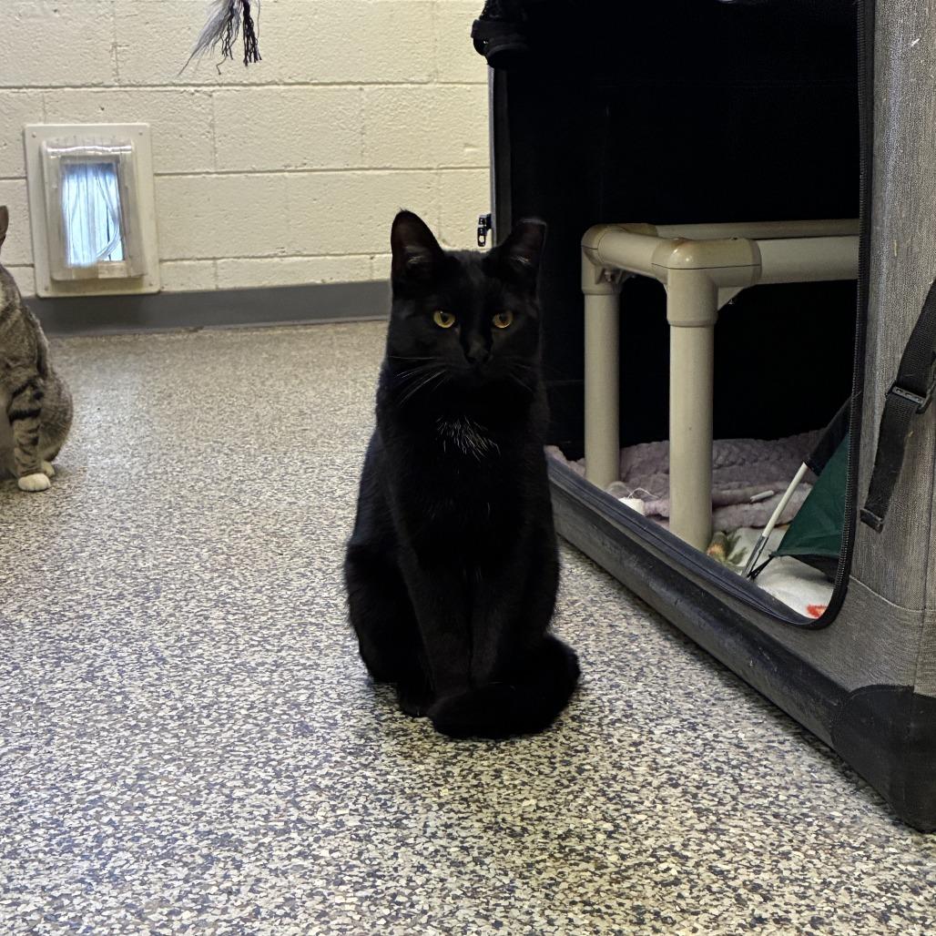 Enlarge Phantom, a Adoptable Domestic Short Hair in Denver, CO image 3/6