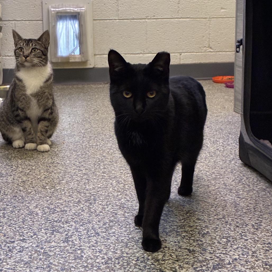 Enlarge Phantom, a Adoptable Domestic Short Hair in Denver, CO image 5/6