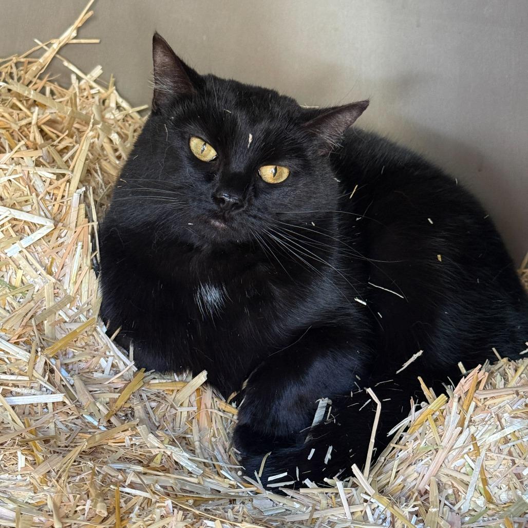 Enlarge Phantom, a Adoptable Domestic Short Hair in Denver, CO image 5/5