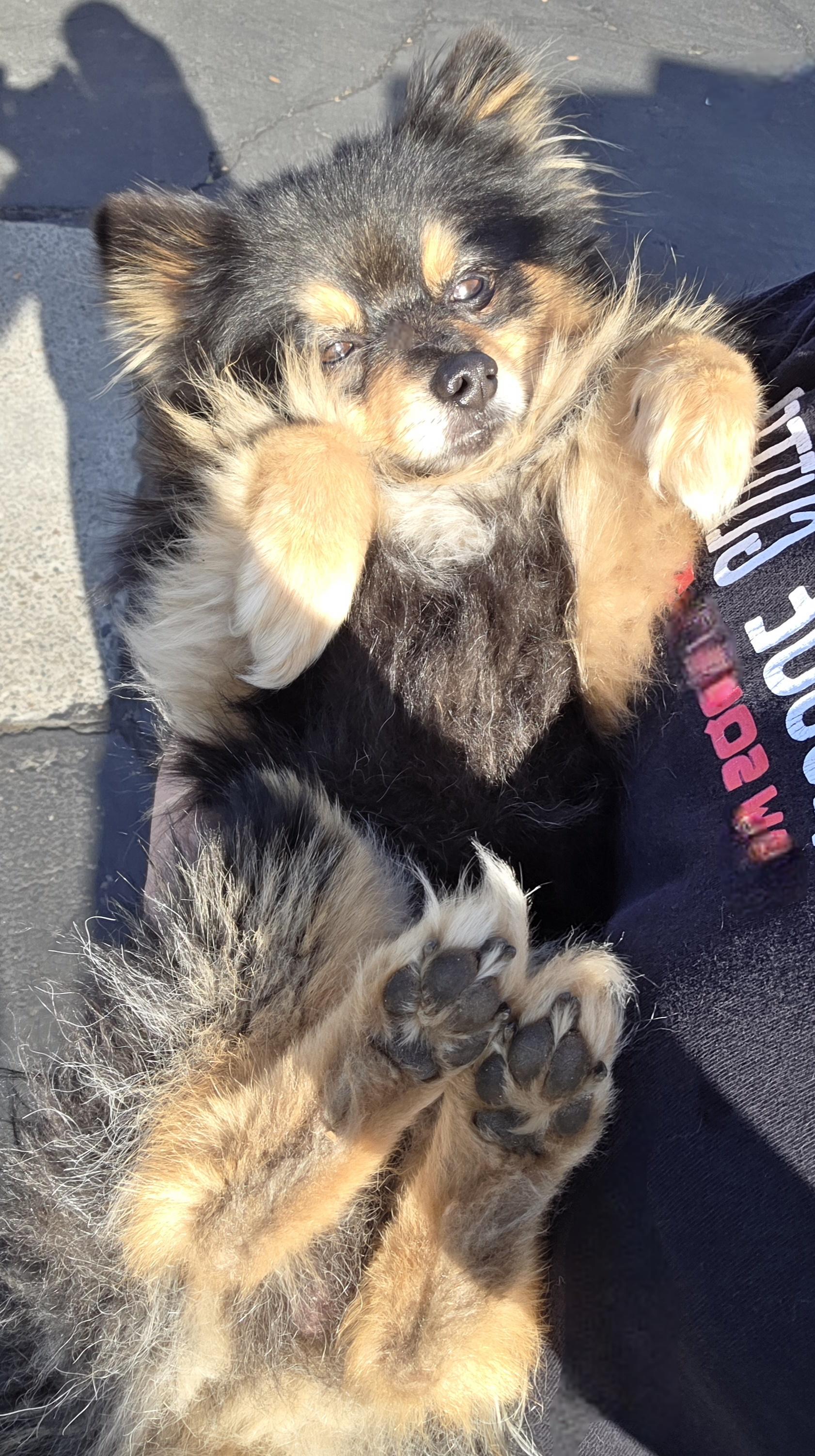 Enlarge Chewie, an adopted Pomeranian in Clovis, CA image 3/4