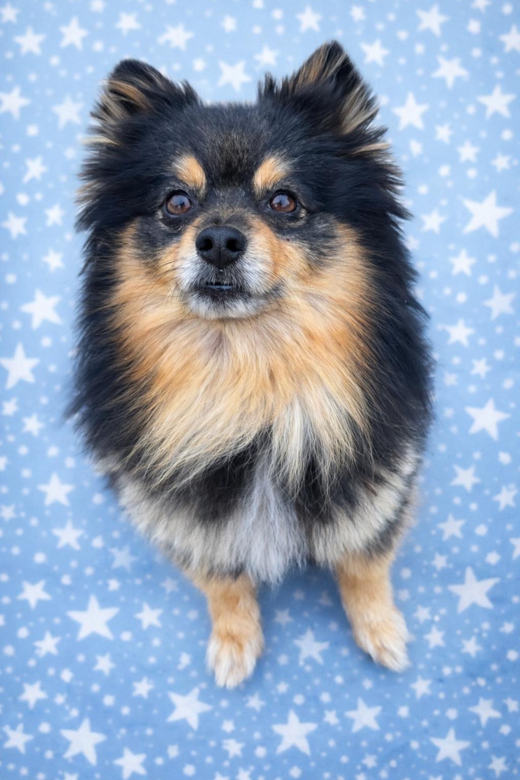 Enlarge Chewie, an adopted Pomeranian in Clovis, CA image 1/4