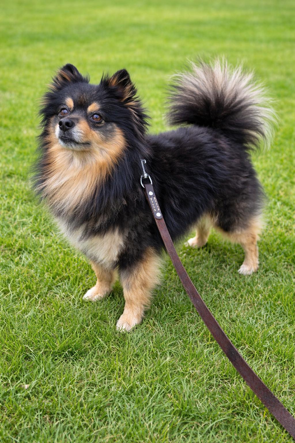 Enlarge Chewie, an adopted Pomeranian in Clovis, CA image 2/4
