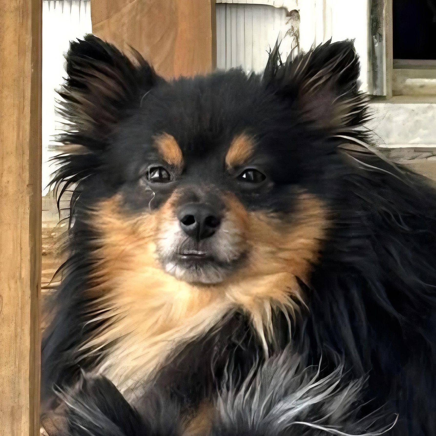 Enlarge Chewie, an adopted Pomeranian in Clovis, CA image 4/4