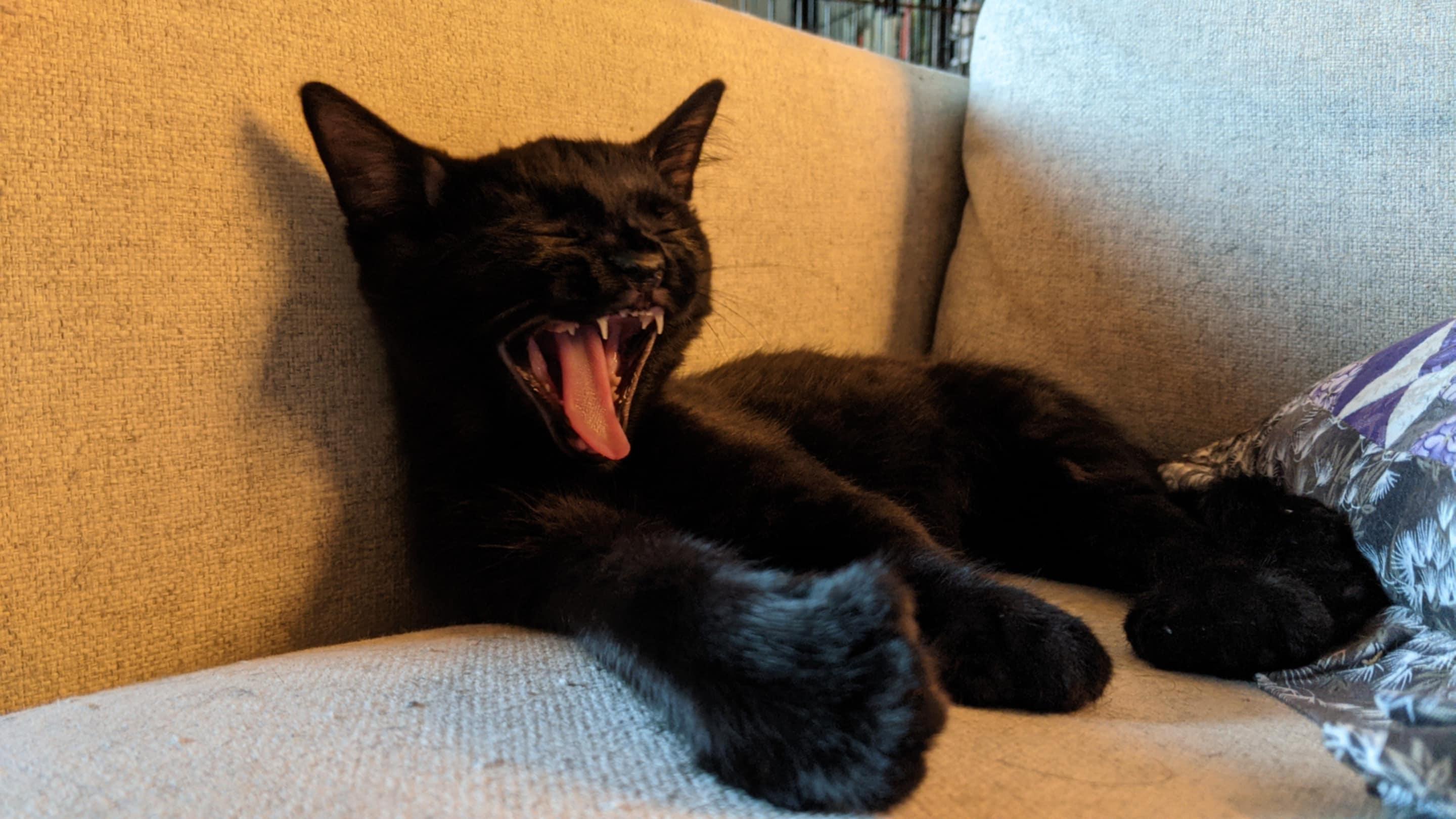 Sinclair, a Adopted Domestic Short Hair in New Haven, CT image 1/3