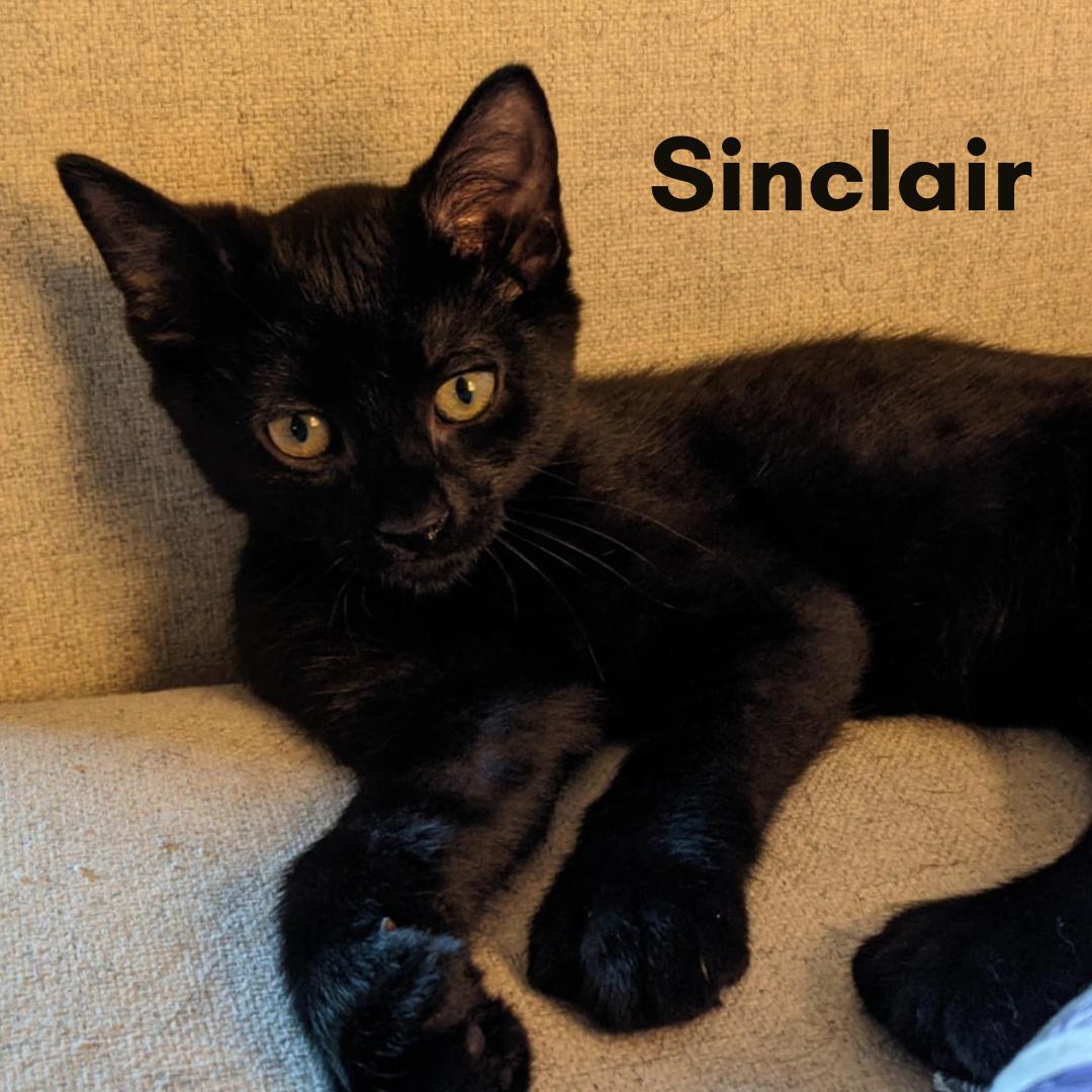 Sinclair, a Adopted Domestic Short Hair in New Haven, CT image 2/3