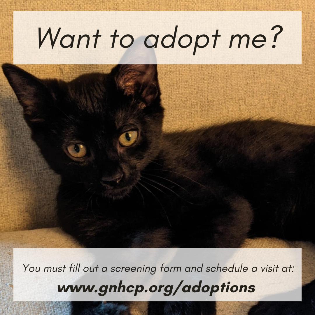 Sinclair, a Adopted Domestic Short Hair in New Haven, CT image 3/3