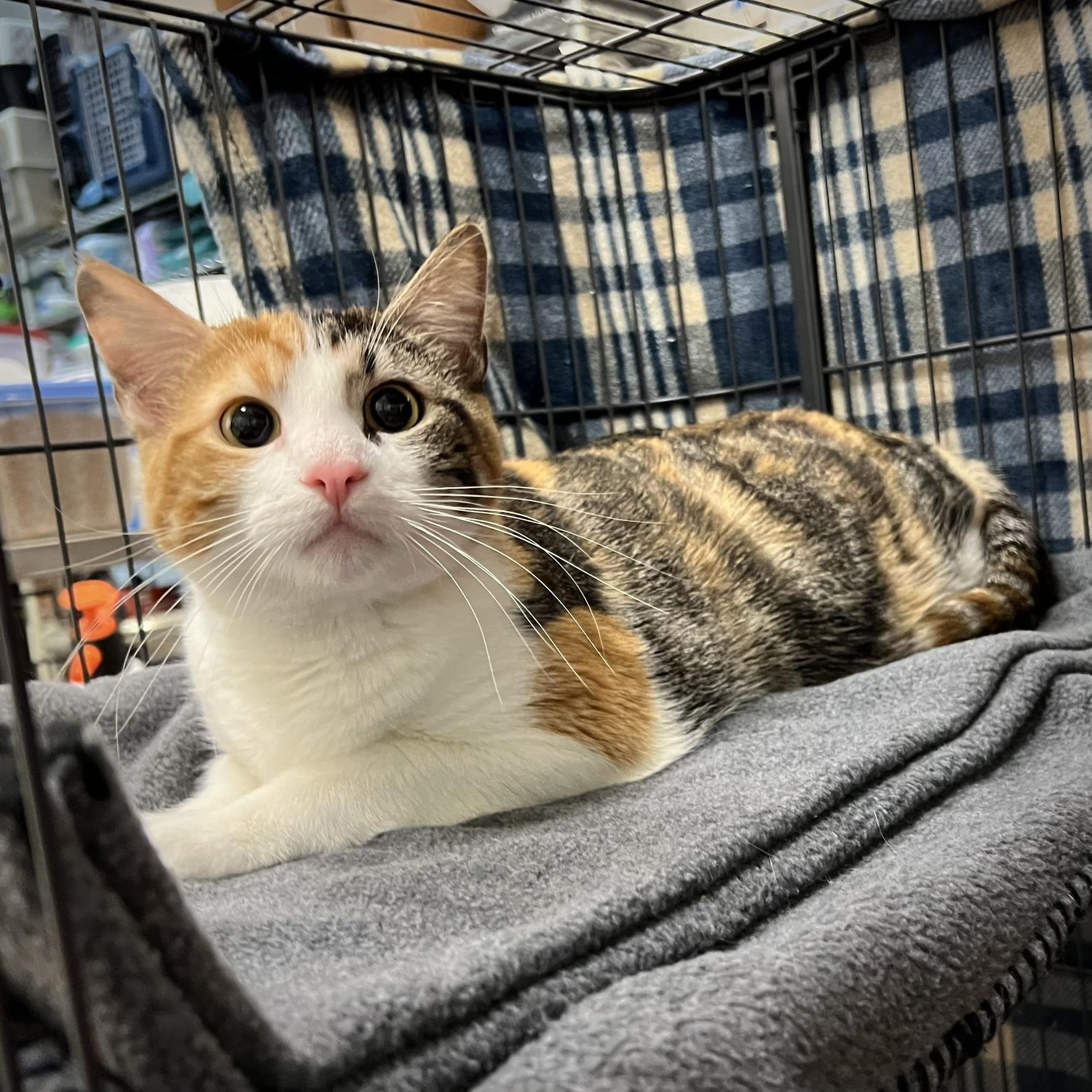 Enlarge Lily, a ADOPTABLE Calico in Overland Park, KS image 1/1