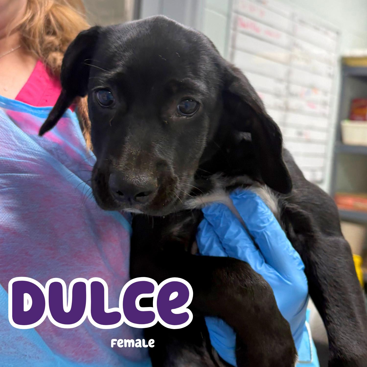 Dulce, ADOPTABLE, Puppy Female Border Collie.