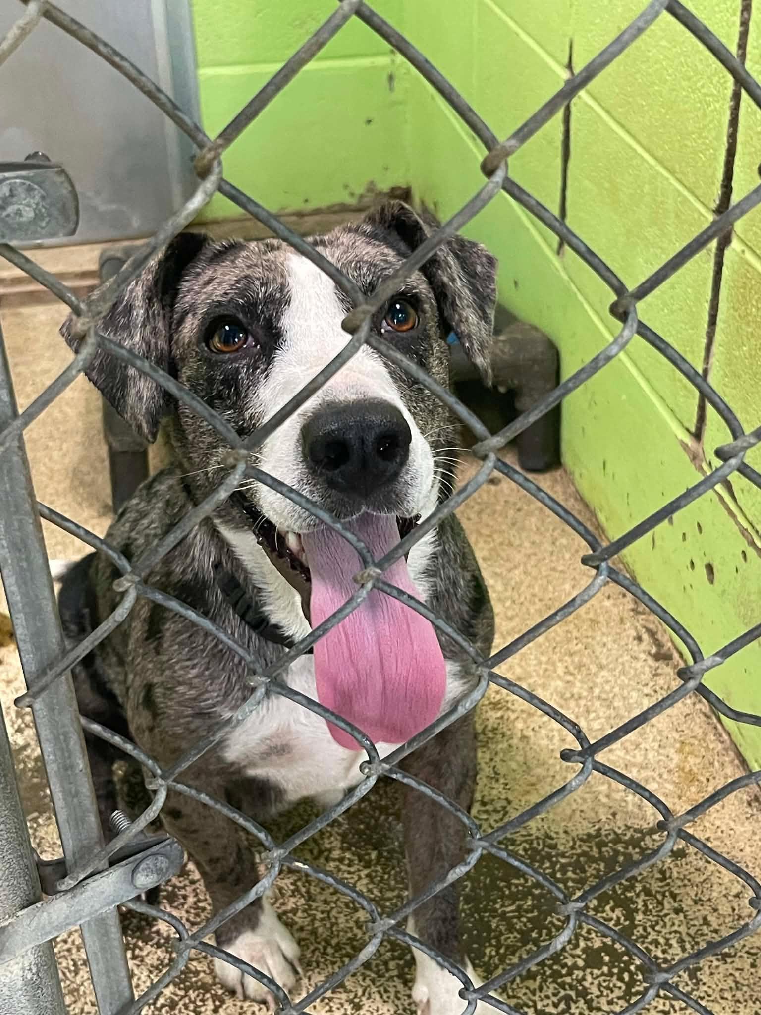 Tru, ADOPTABLE, Adult Female Australian Shepherd & Bulldog.