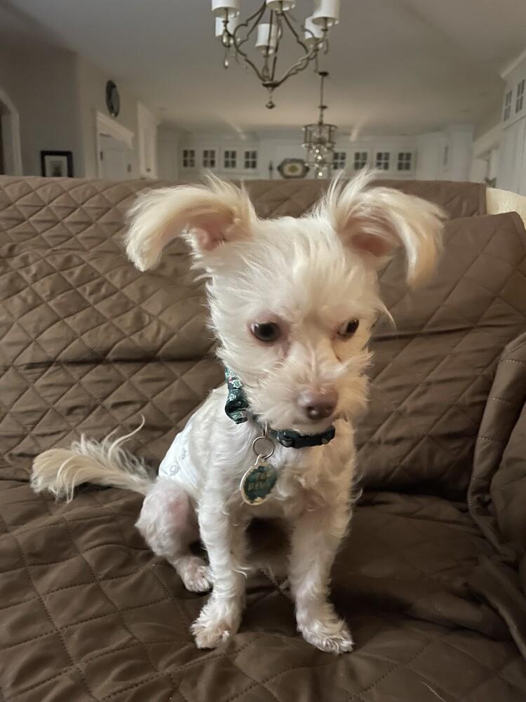 Enlarge Shaggy, a Adoptable mixed breed in Amherst, NY image 1/3