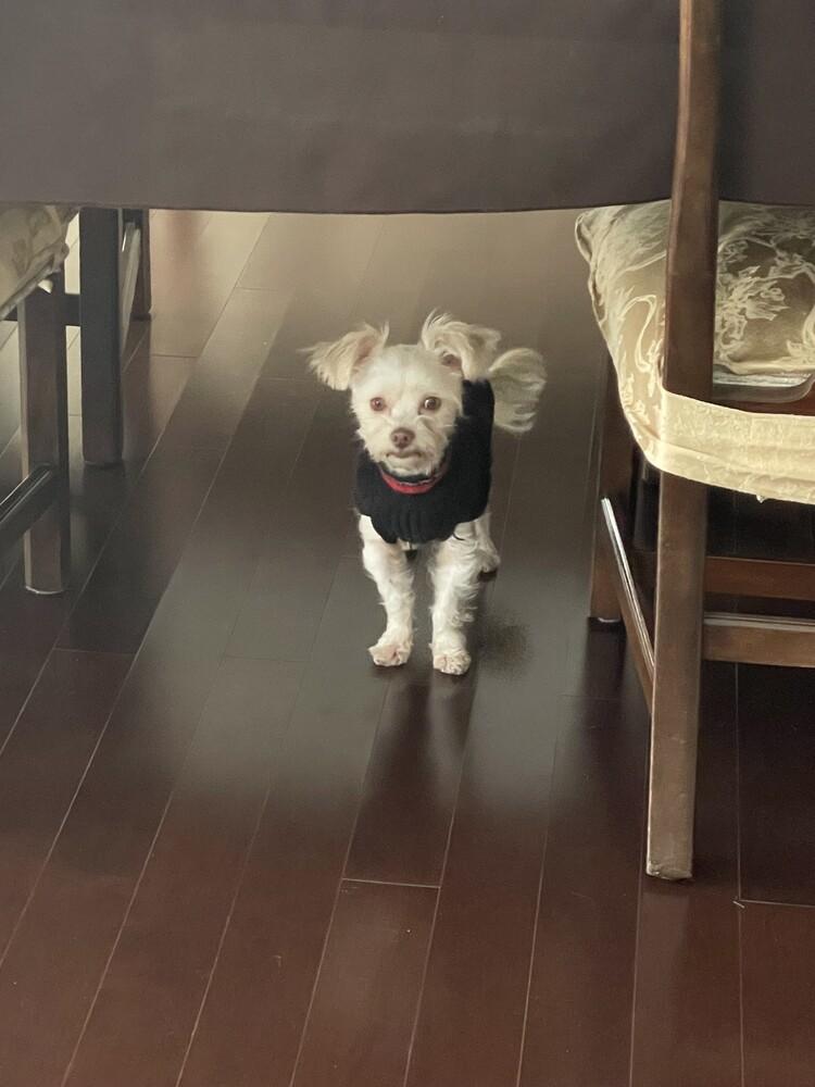 Enlarge Shaggy, a Adoptable mixed breed in Amherst, NY image 2/3