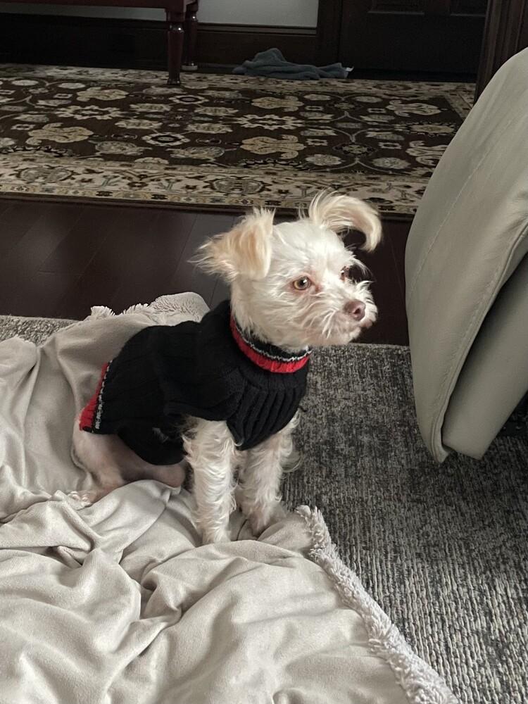 Enlarge Shaggy, a Adoptable mixed breed in Amherst, NY image 3/3