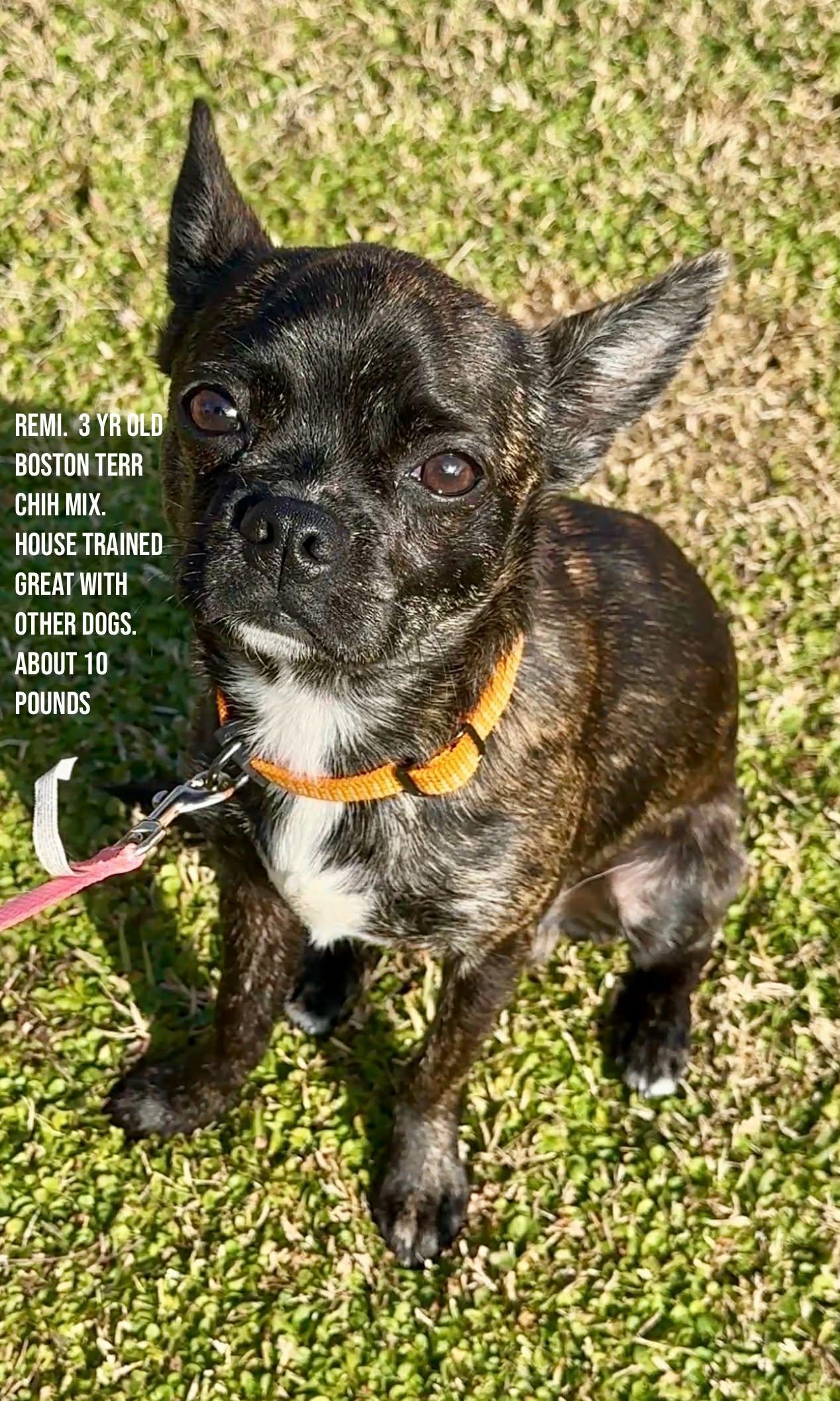 Enlarge Remi, a ADOPTABLE mixed breed in Walker, LA image 1/3