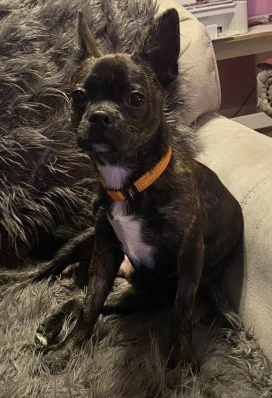 Enlarge Remi, a ADOPTABLE mixed breed in Walker, LA image 2/3