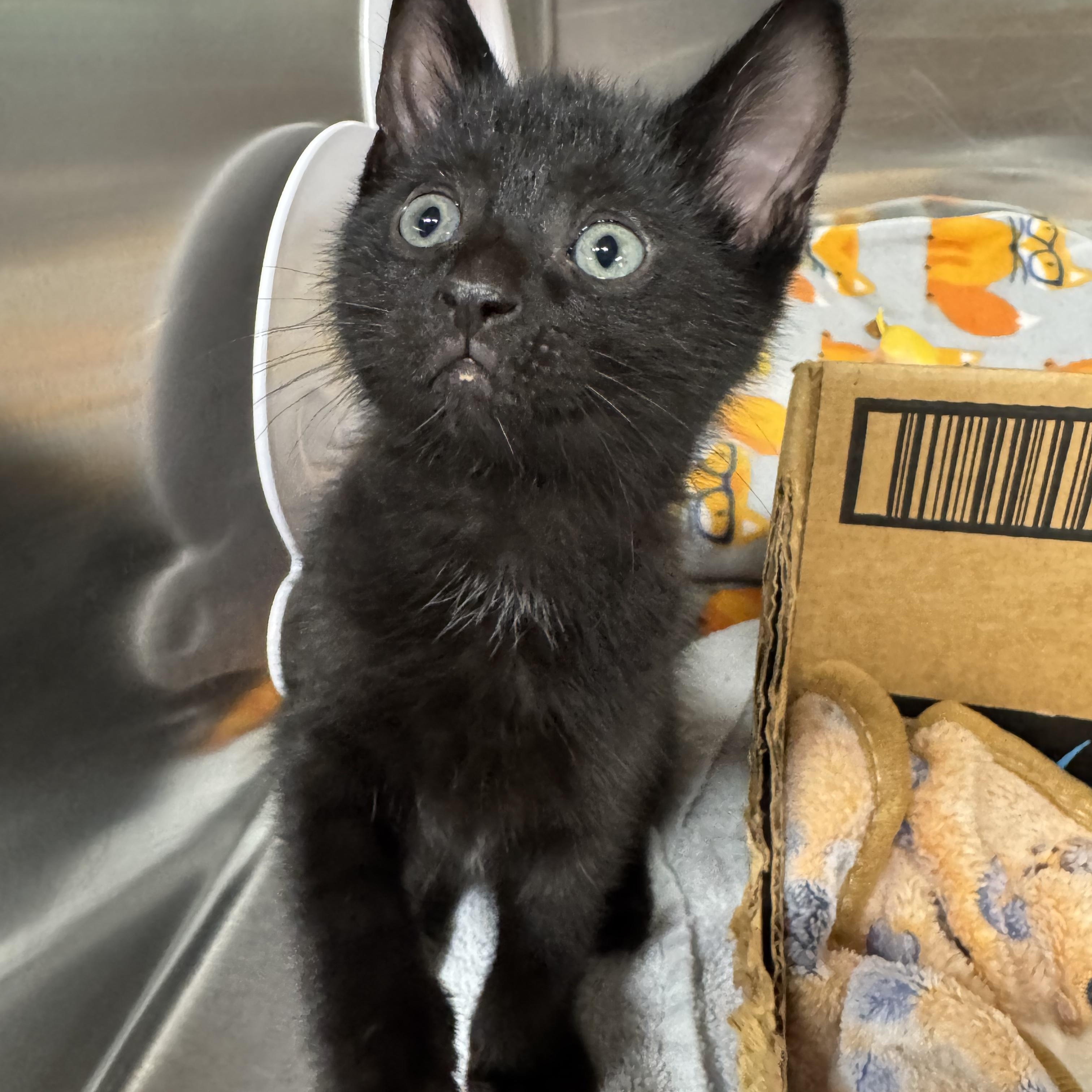 Enlarge Ferguson, a Adoptable mixed breed in Battle Creek, MI image 4/4