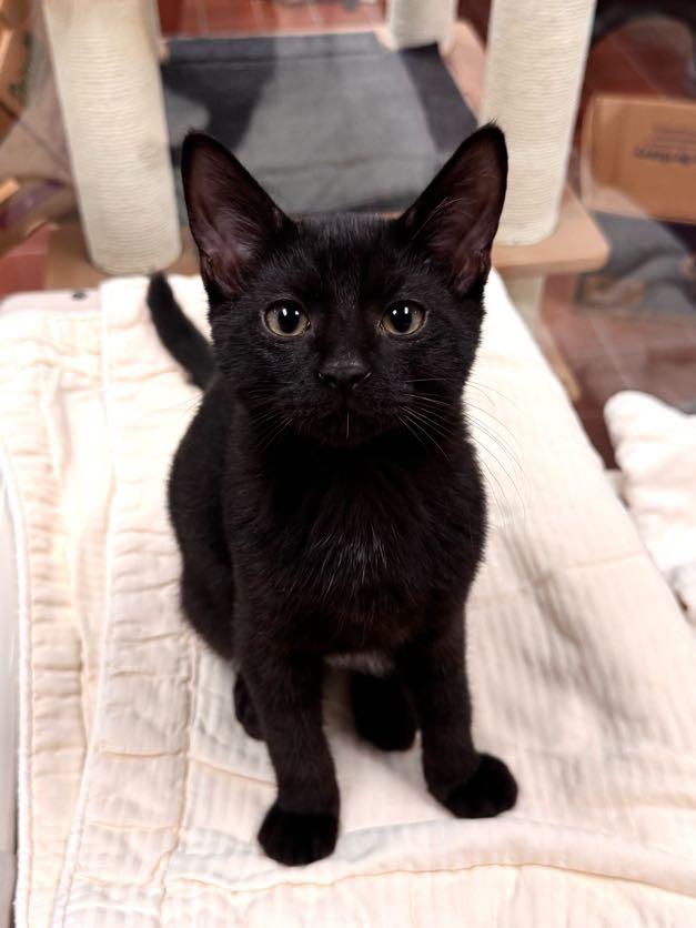 Enlarge Ferguson, a Adoptable mixed breed in Battle Creek, MI image 2/4