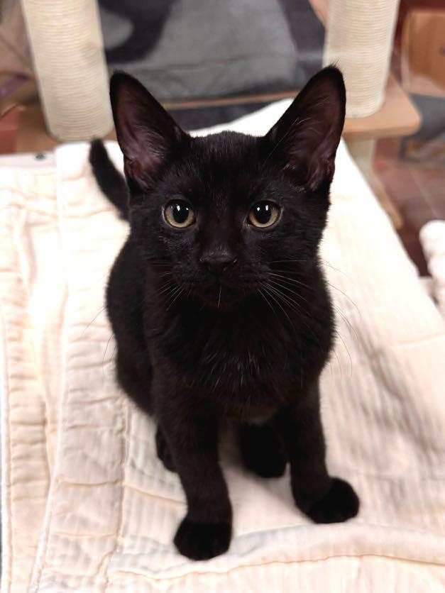 Enlarge Ferguson, a Adoptable mixed breed in Battle Creek, MI image 3/4