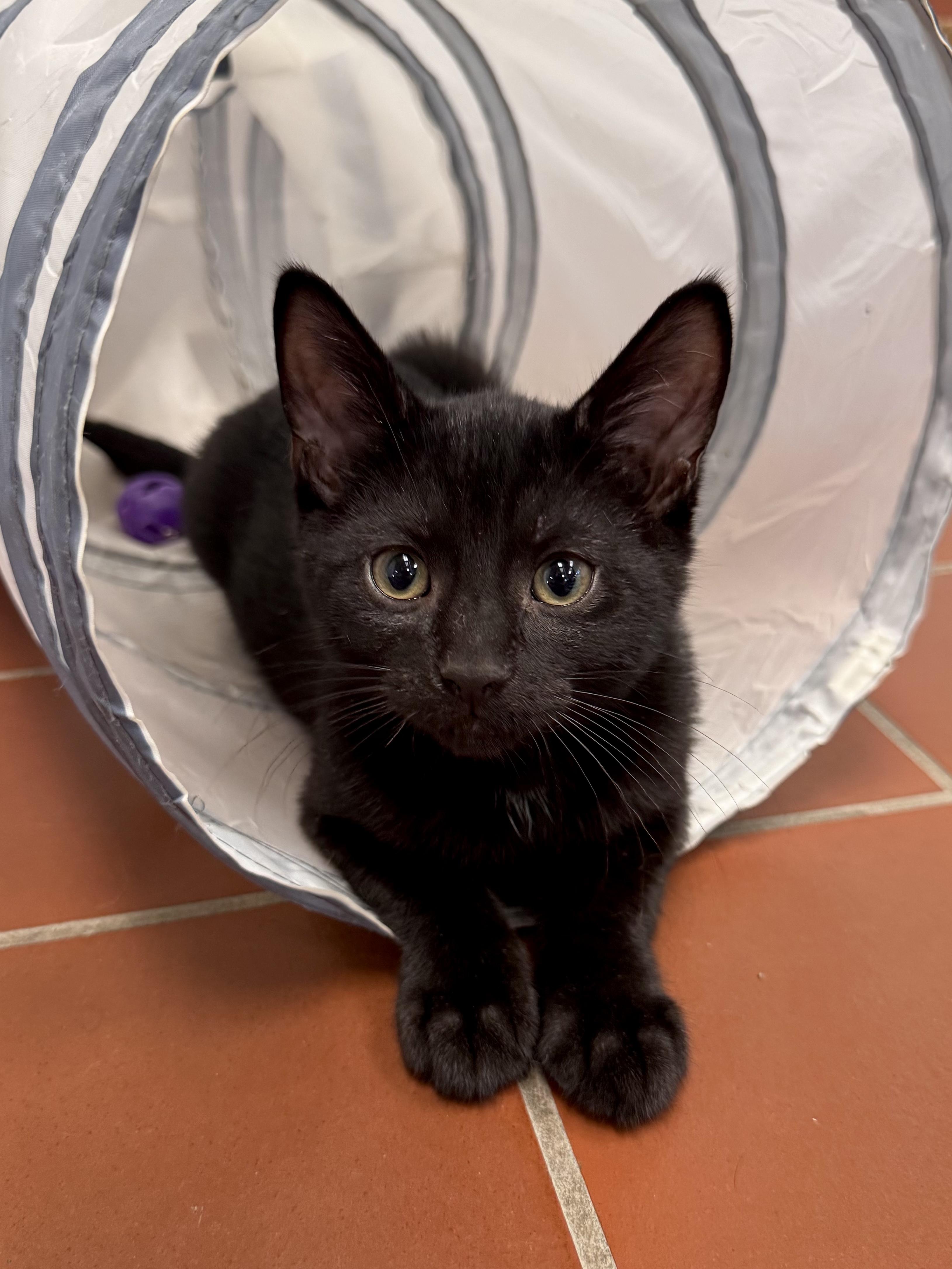 Ferguson, ADOPTABLE, Kitten • Male, Domestic Short Hair & American Bobtail.
