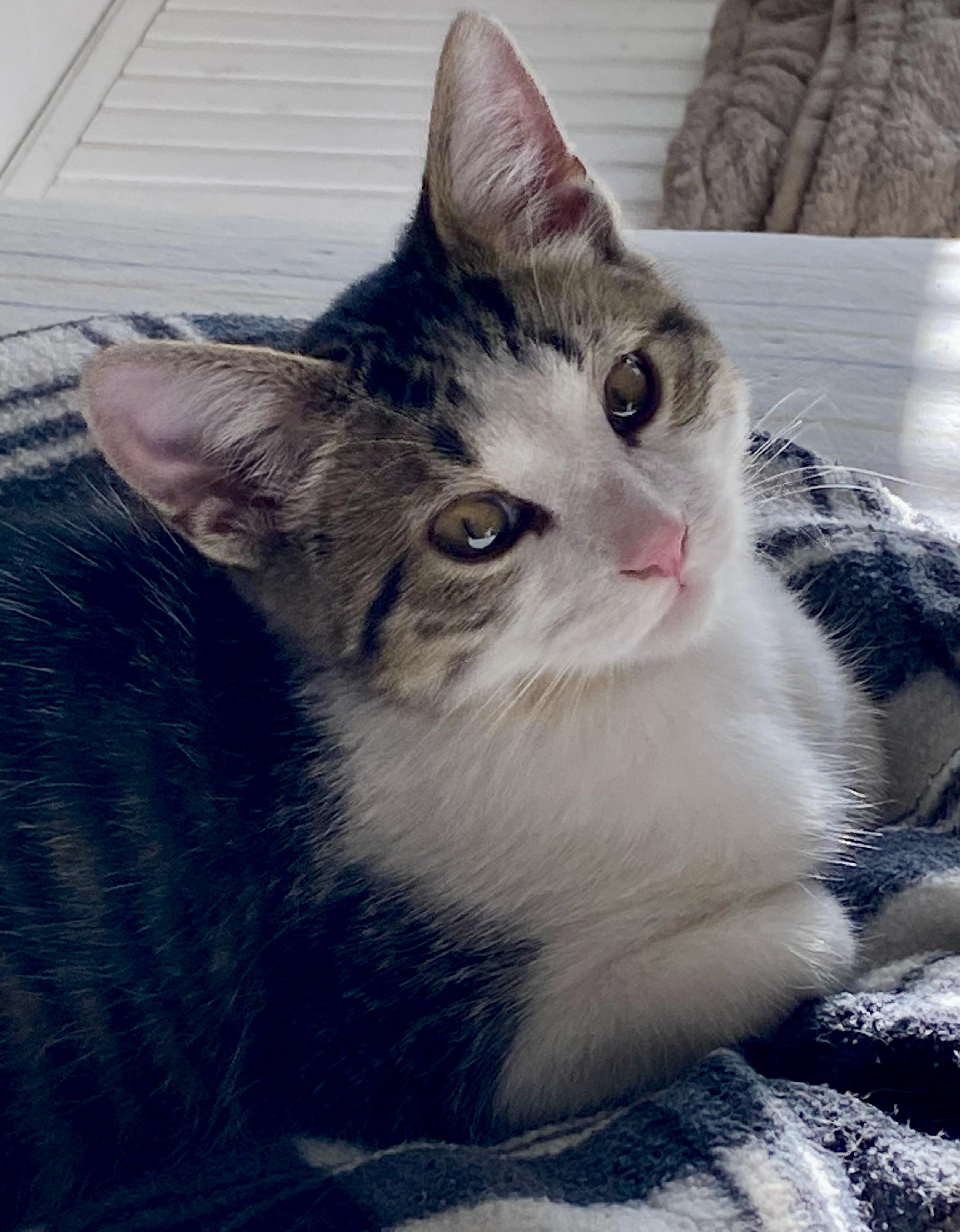 Cannoli, a ADOPTABLE Domestic Short Hair in Lawrenceburg, IN image 2/5