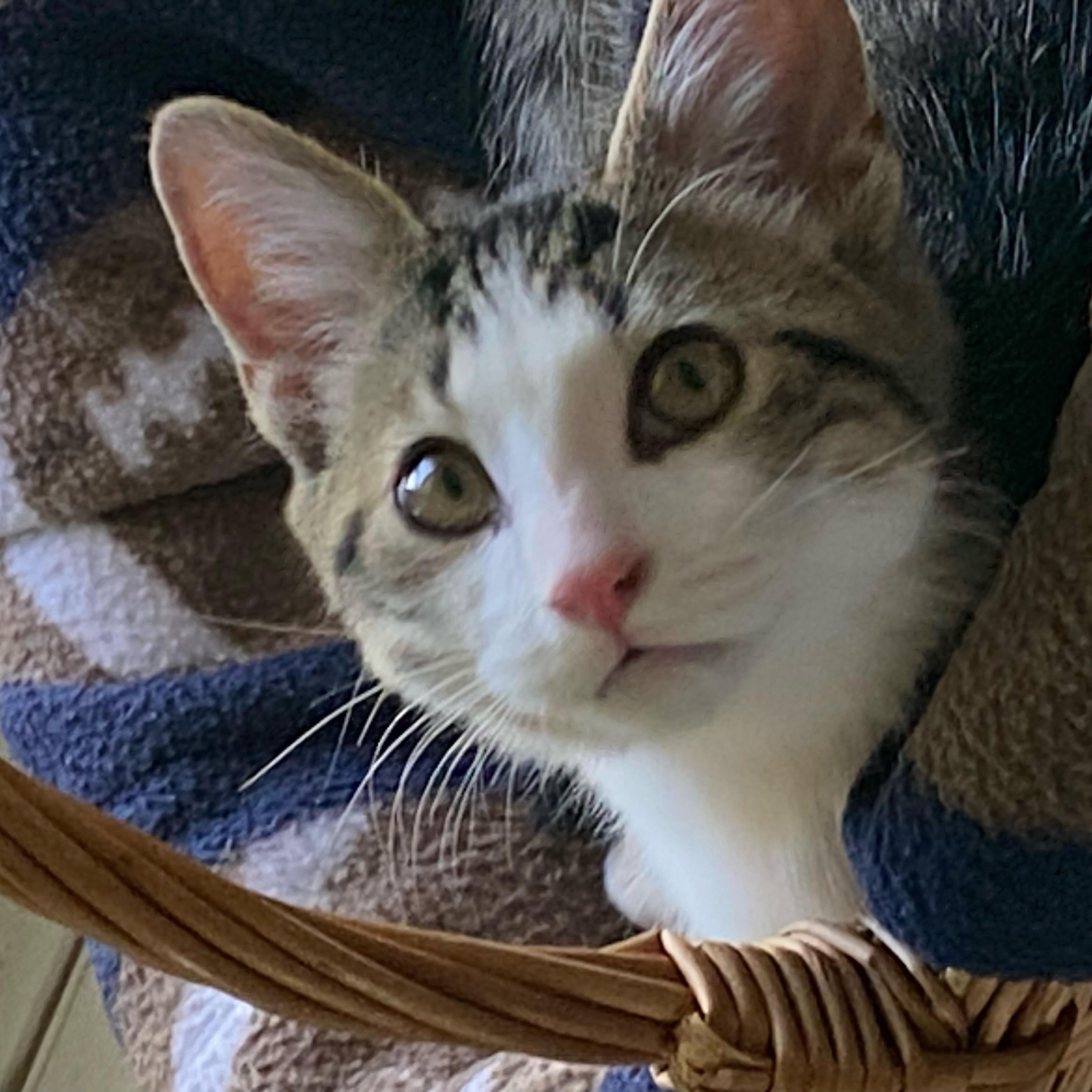Cannoli, ADOPTABLE, Kitten Male Domestic Short Hair.