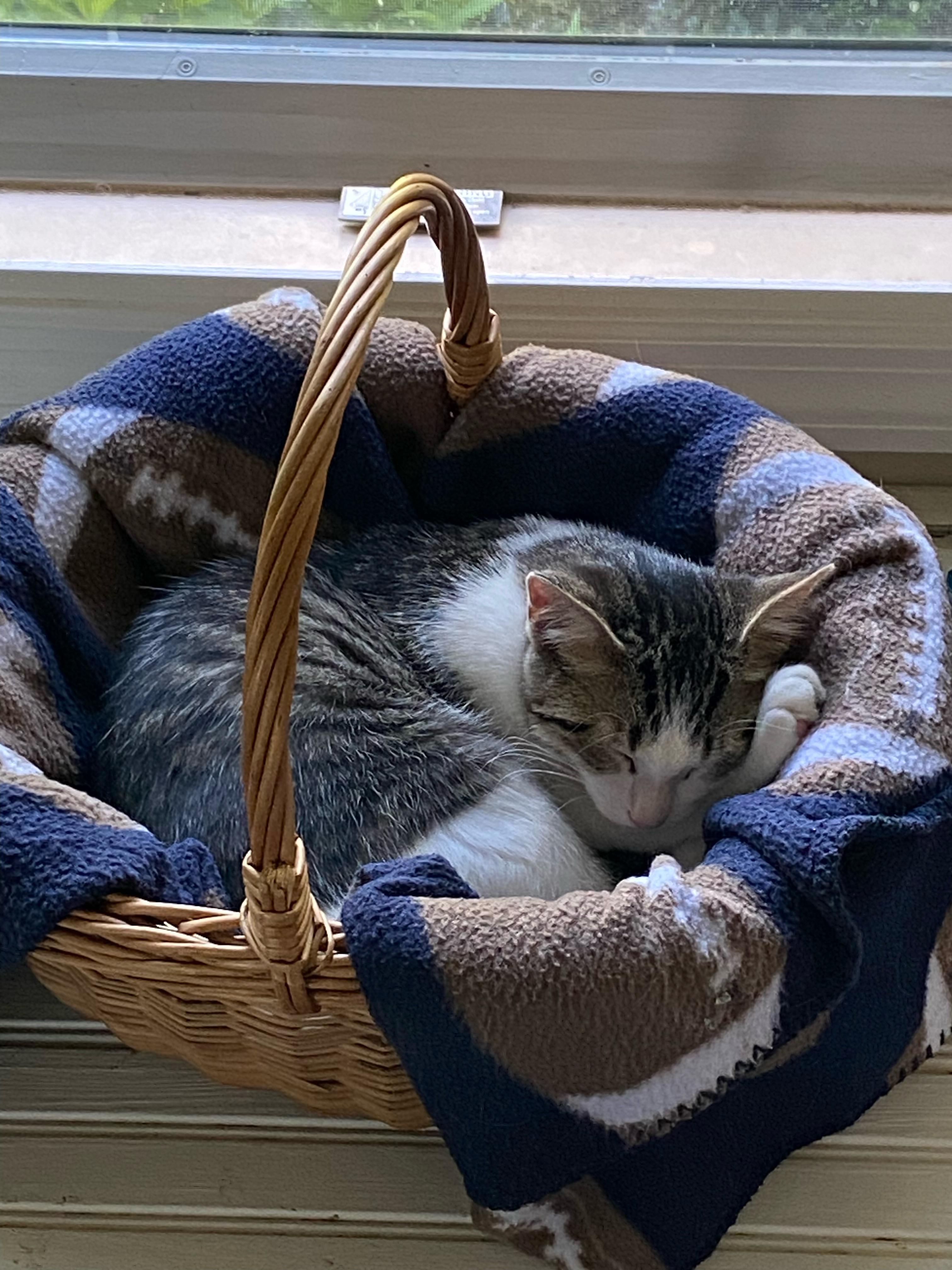Cannoli, a ADOPTABLE Domestic Short Hair in Lawrenceburg, IN image 5/5