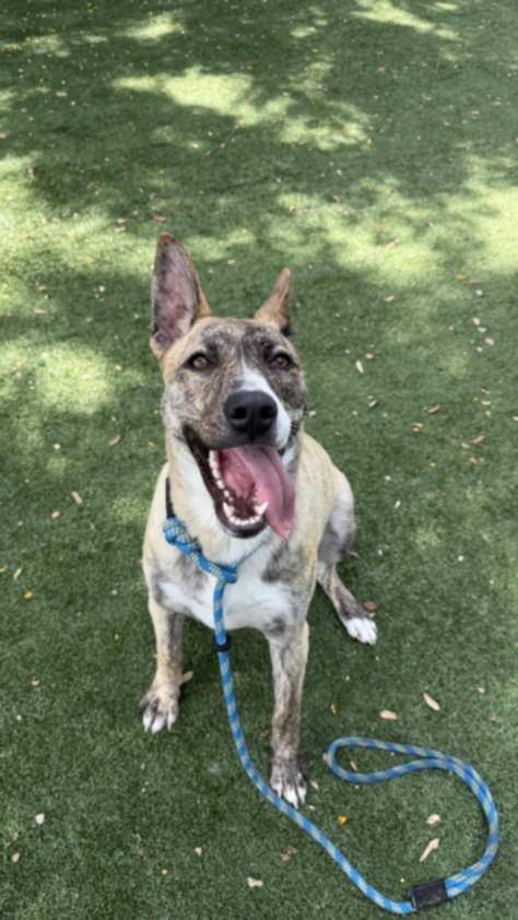 Enlarge NYLA, a Adoptable mixed breed in Chatsworth, CA image 1/1