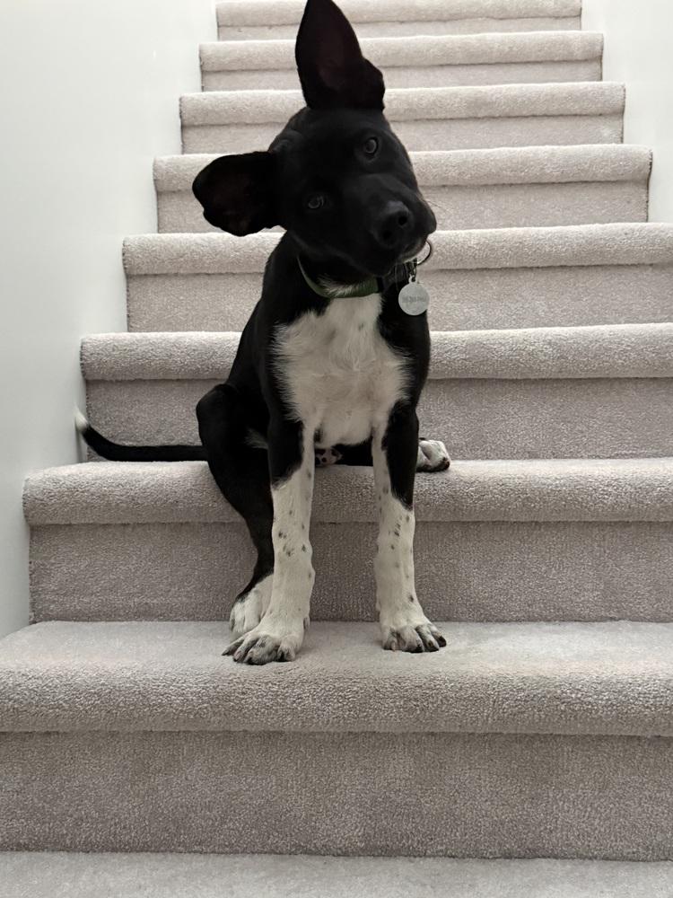 Cassian a/k/a Onyx, Adoptable, Puppy Male Siberian Husky & Pit Bull Terrier.