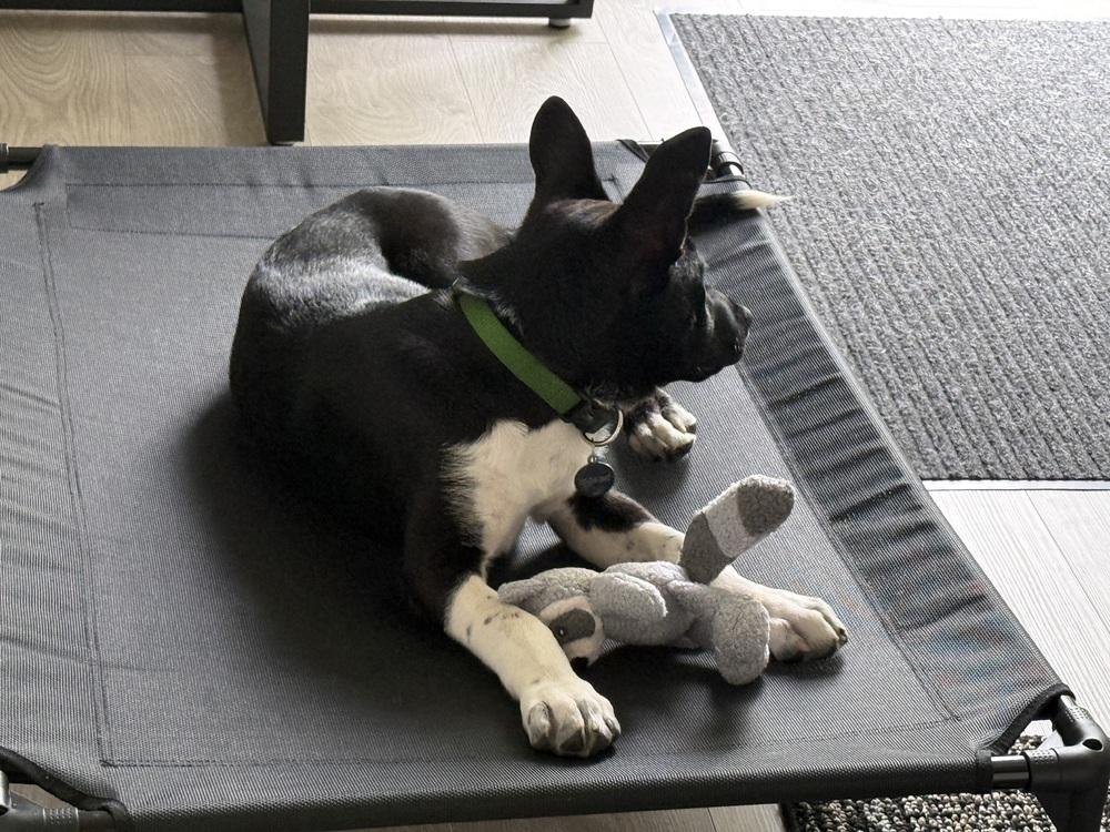 Enlarge Cassian a/k/a Onyx, a Adoptable mixed breed in Bellingham, WA image 2/6