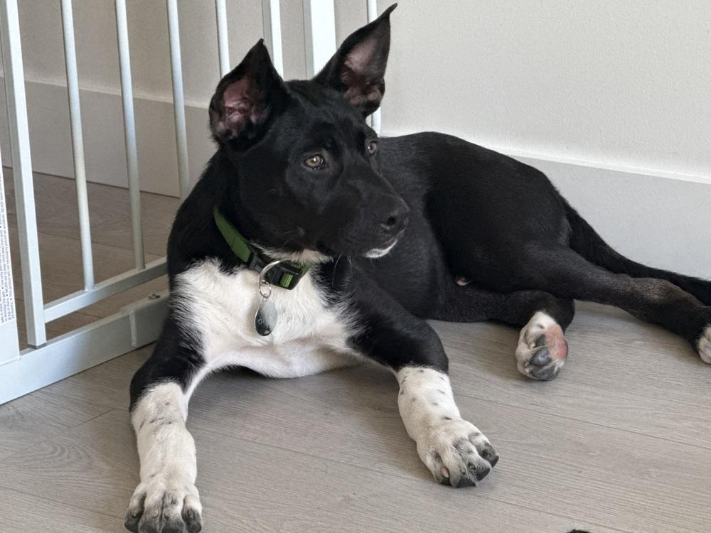 Enlarge Cassian a/k/a Onyx, a Adoptable mixed breed in Bellingham, WA image 4/6