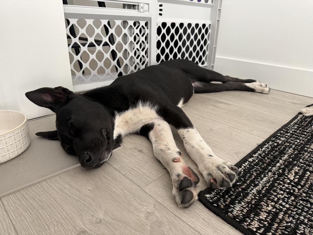 Enlarge Cassian a/k/a Onyx, a Adoptable mixed breed in Bellingham, WA image 5/6