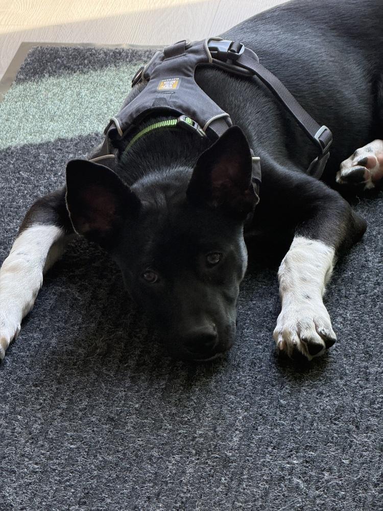 Enlarge Cassian a/k/a Onyx, a Adoptable mixed breed in Bellingham, WA image 6/6