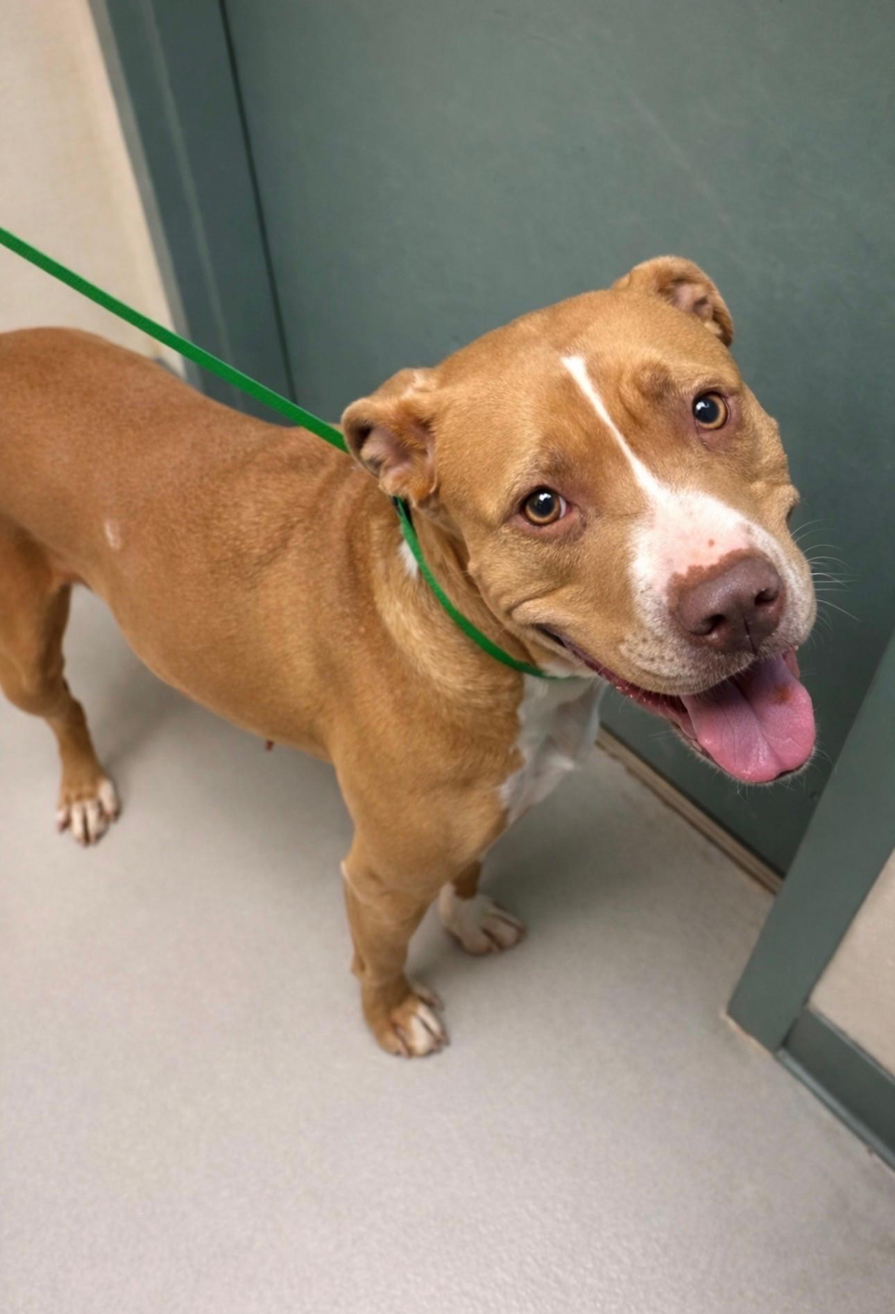 Enlarge Mocha, a ADOPTABLE mixed breed in Quincy, WA image 1/2