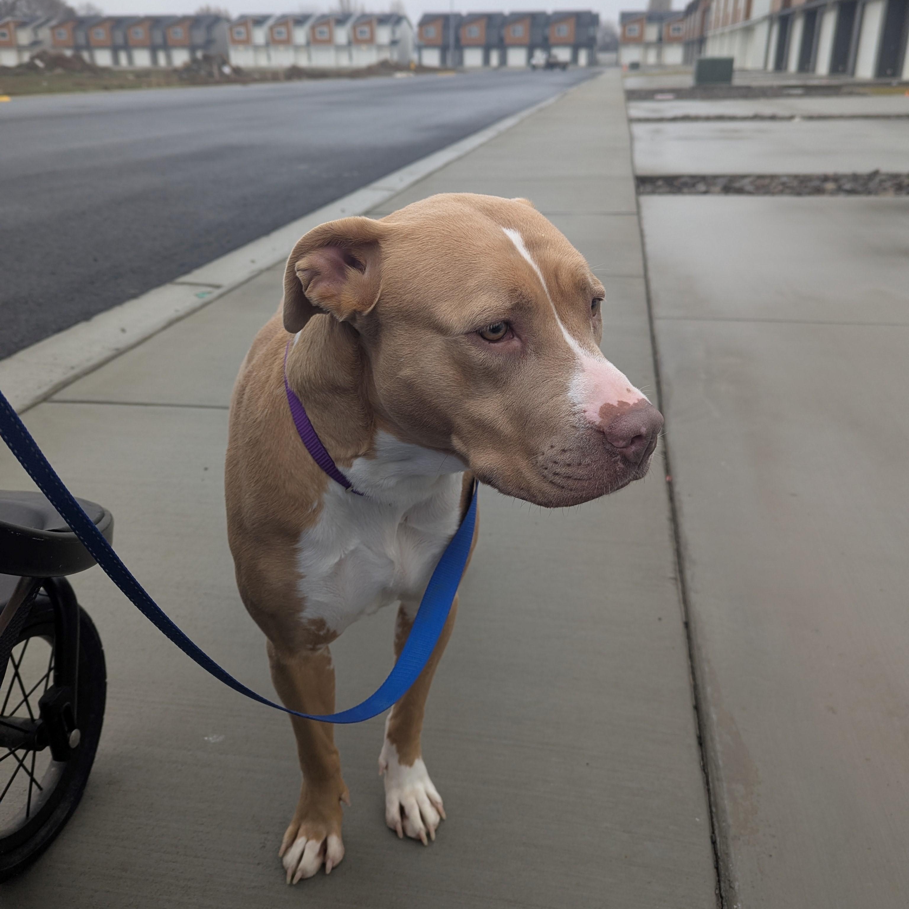 Enlarge Mocha, a ADOPTABLE mixed breed in Quincy, WA image 2/2