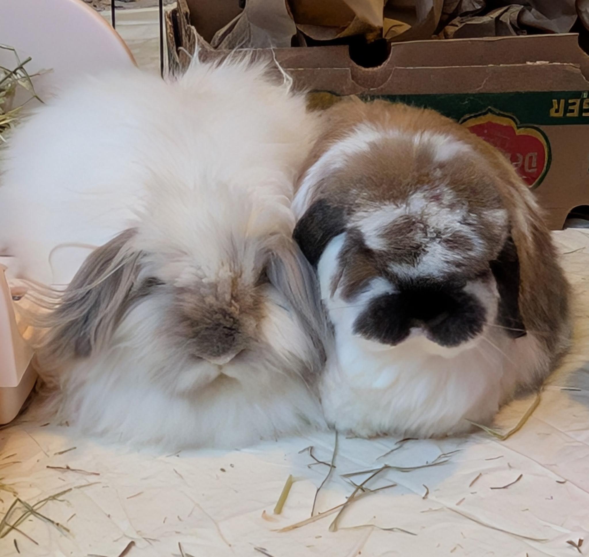 Lola (with bondmate Blue), Adoptable, Adult Female Holland Lop.