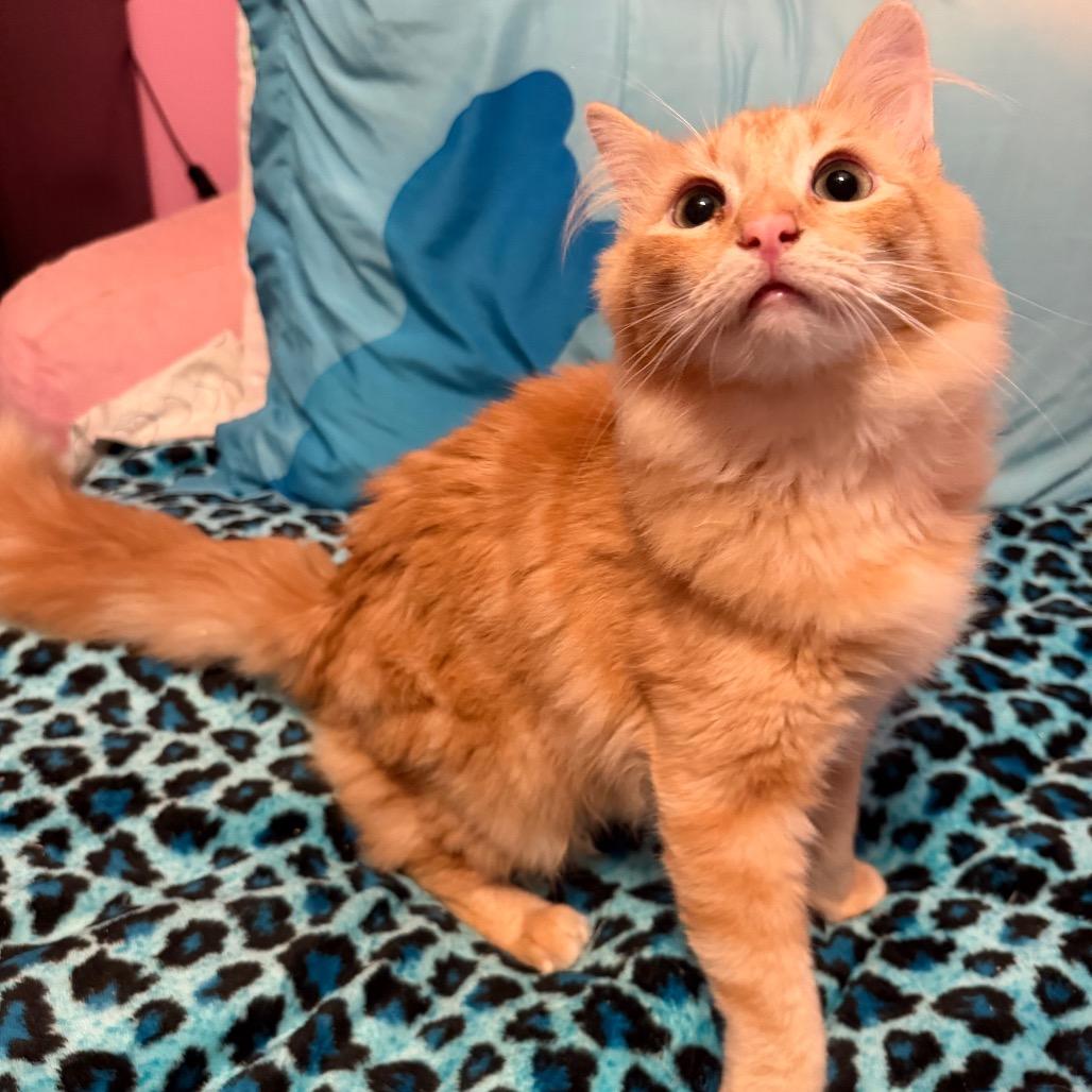 Enlarge Mike, a Adoptable Domestic Short Hair in Simi Valley, CA image 1/1