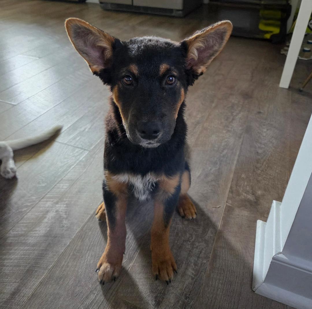 Knickolas Cage, ADOPTABLE, Puppy Male Australian Cattle Dog / Blue Heeler.