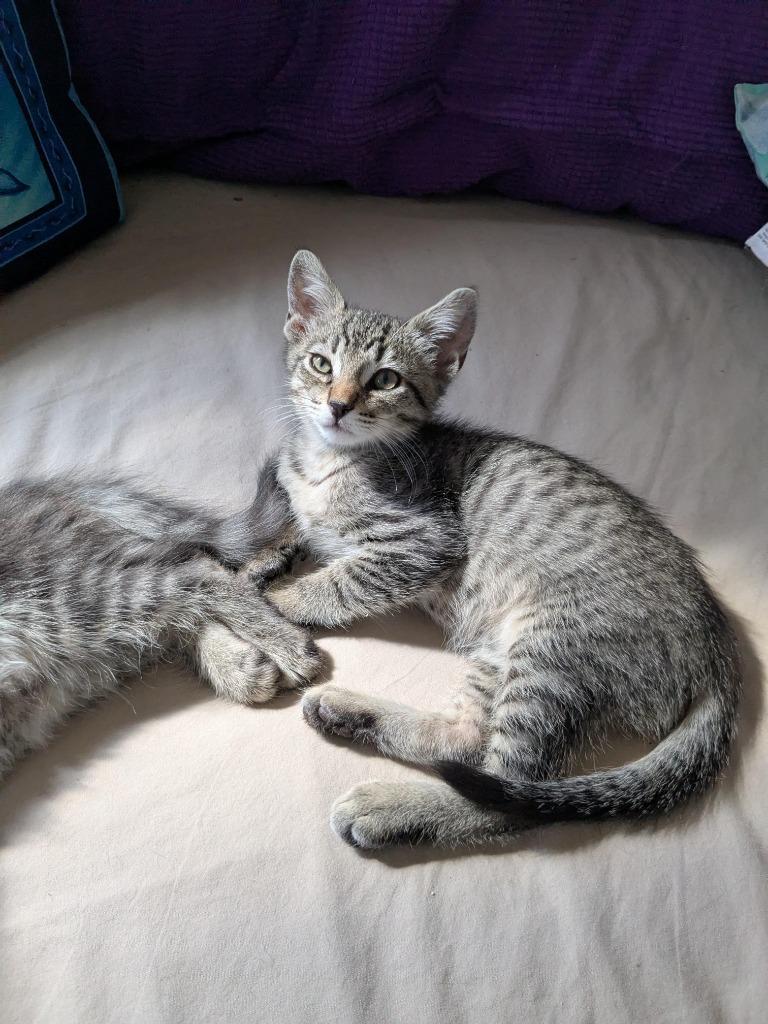 Channing, a Adoptable mixed breed in New Braunfels, TX image 2/4