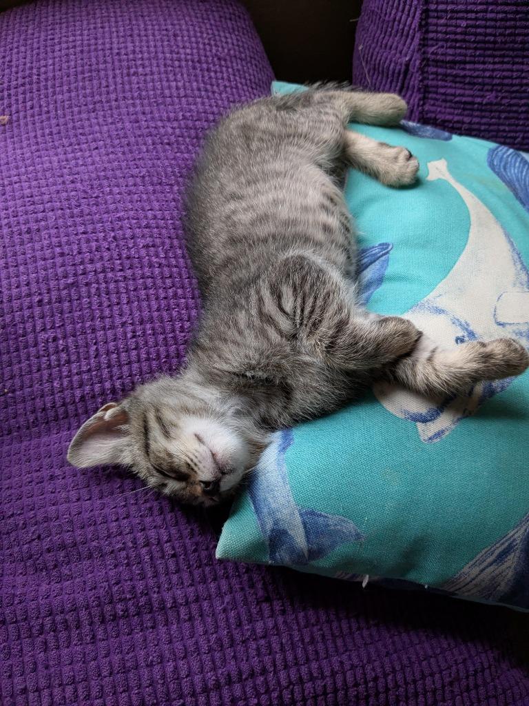 Channing, a Adoptable mixed breed in New Braunfels, TX image 3/4