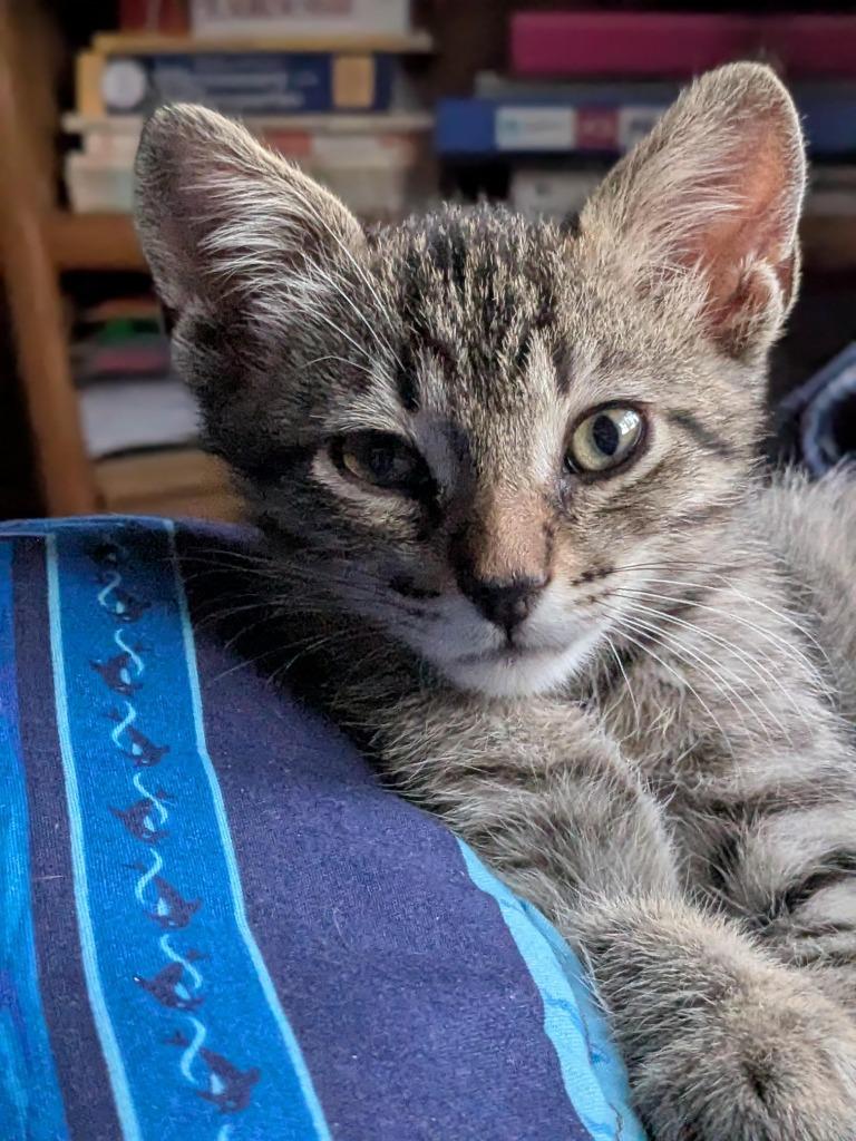 Channing, a Adoptable mixed breed in New Braunfels, TX image 4/4