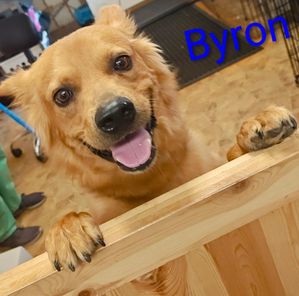 Buster, Adoptable, Adult Male Golden Retriever & Spitz.