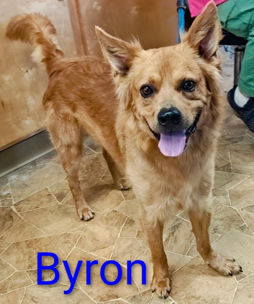 Enlarge Buster, a Adoptable mixed breed in Mena, AR image 2/2