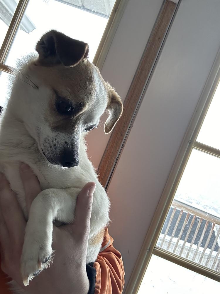 Cash, Adoptable, Adult Male Chihuahua.