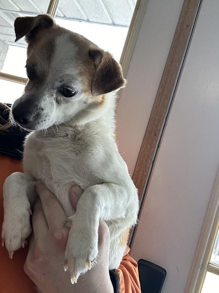 Enlarge Cash, a Adoptable mixed breed in Herriman, UT image 2/4