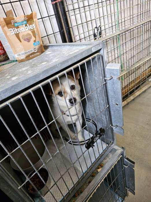 Enlarge Cash, a Adoptable mixed breed in Herriman, UT image 3/4