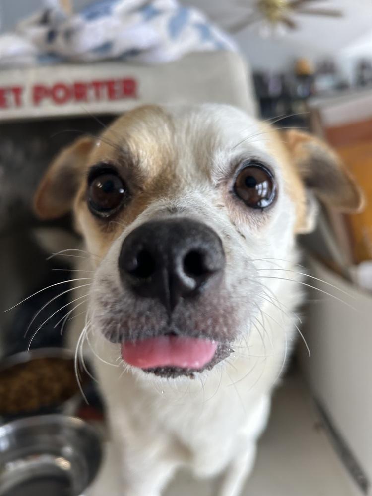 Enlarge Cash, a Adoptable mixed breed in Herriman, UT image 4/4