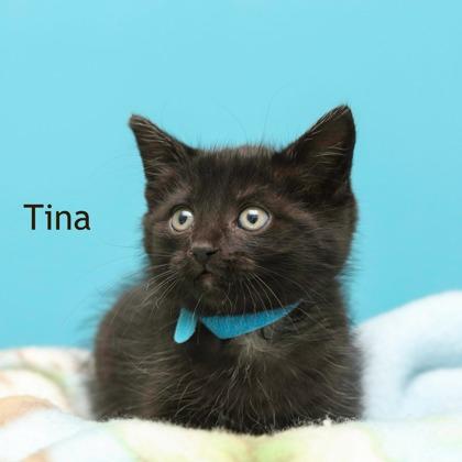 Tina, Adoptable, Kitten Female Domestic Medium Hair & Domestic Short Hair.