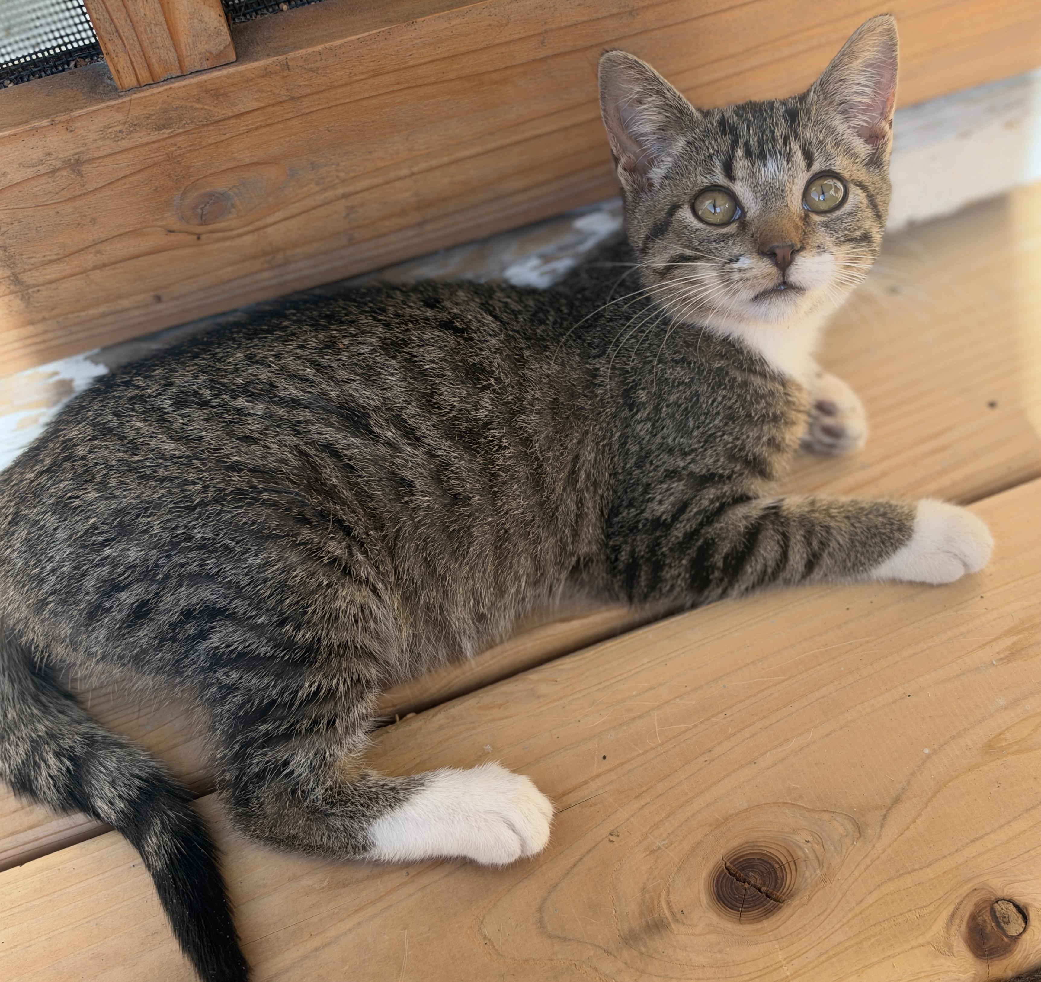 Enlarge Tiger, a Adoptable Domestic Short Hair in Port Washington, WI image 2/2