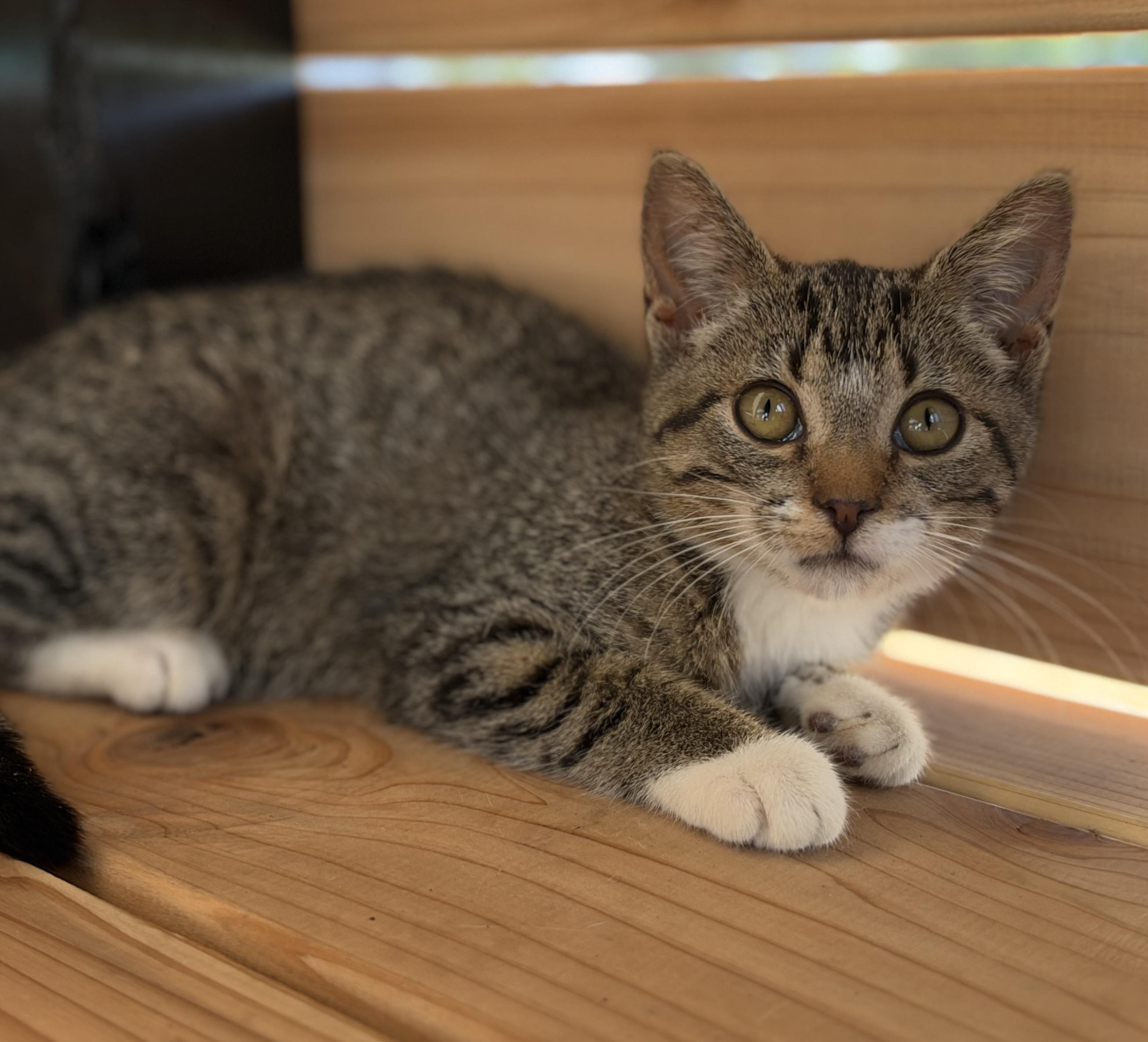 Enlarge Tiger, a Adoptable Domestic Short Hair in Port Washington, WI image 1/2