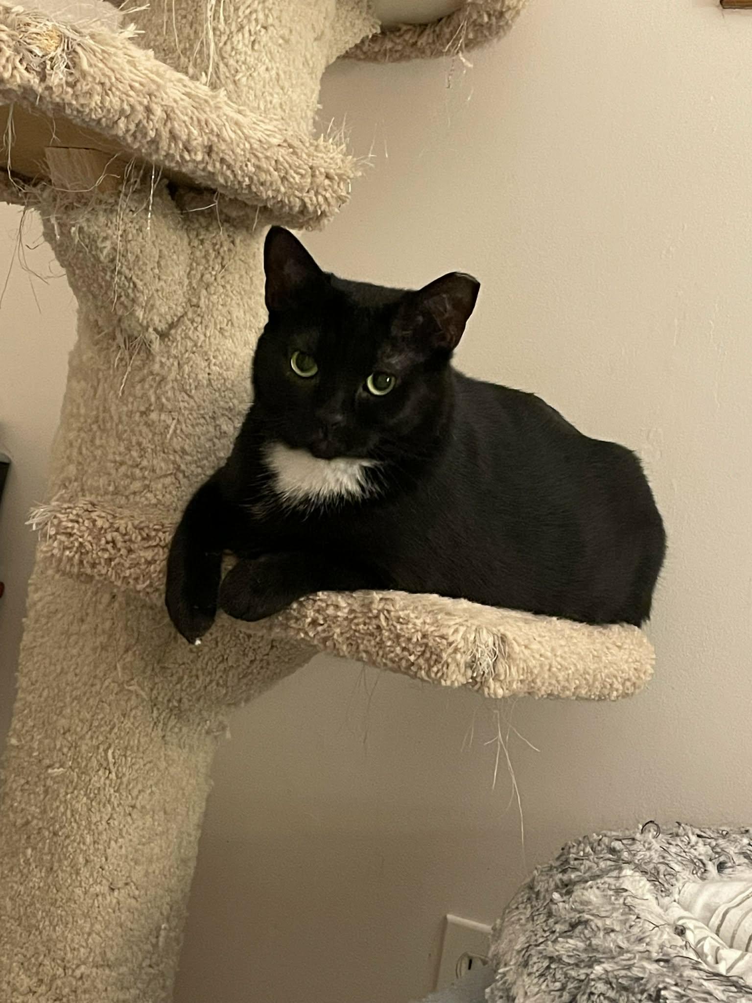 Enlarge Fortune, a ADOPTABLE Domestic Short Hair in Shakespeare, ON image 2/6